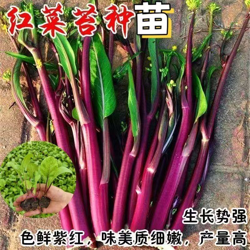 红菜苔秧苗四季带土盆栽蔬菜苗红菜苔种苗秋冬耐寒,淘宝优惠券,粉丝福利购,淘宝优惠卷
