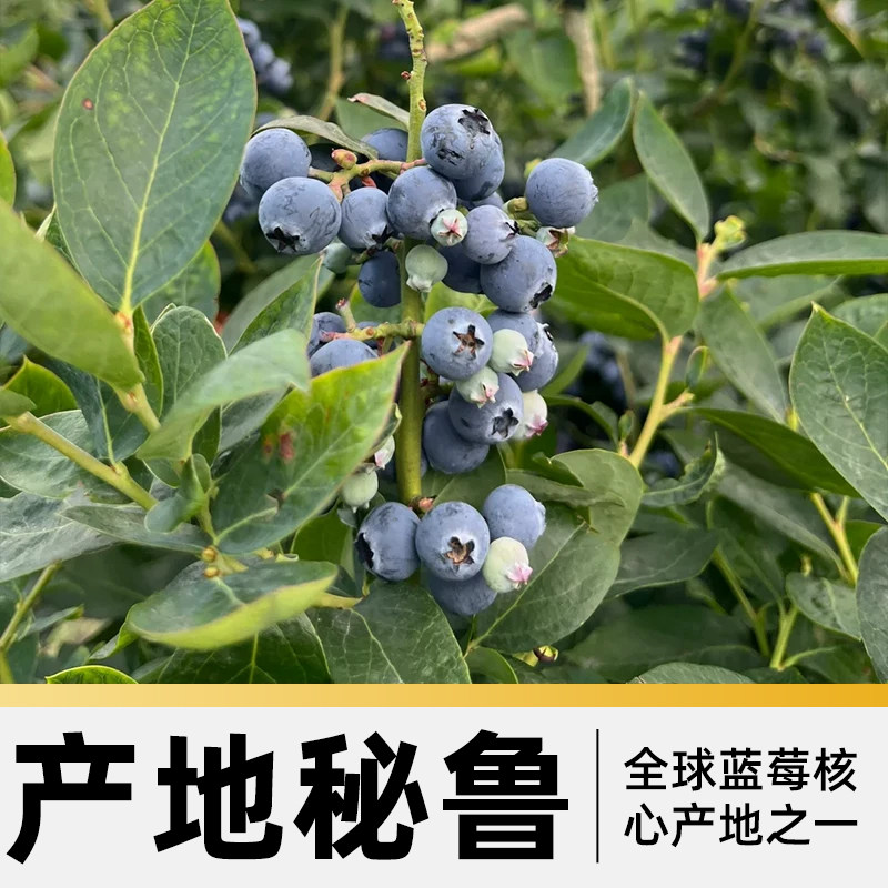 秘鲁进口蓝莓杯应当季新鲜水果特大果礼盒整箱京运达怡佳颗沃