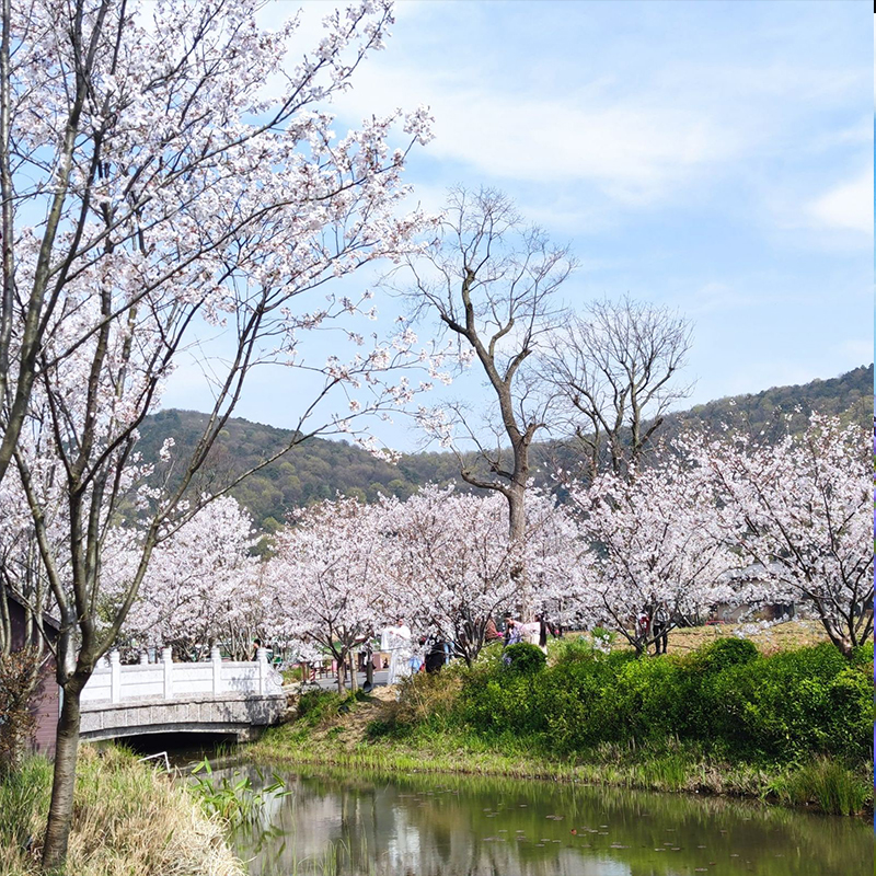 【踏青赏花】无锡拈花湾拈花客栈波罗蜜多酒店含早餐拈花湾门票 - 图2