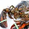 Fishing Spread Live Shrimp Quick Frozen Frozen Boston Lobster