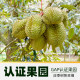 Xiancaotang Thai Grade A Golden Pillow Tree Ripe Durian 800g