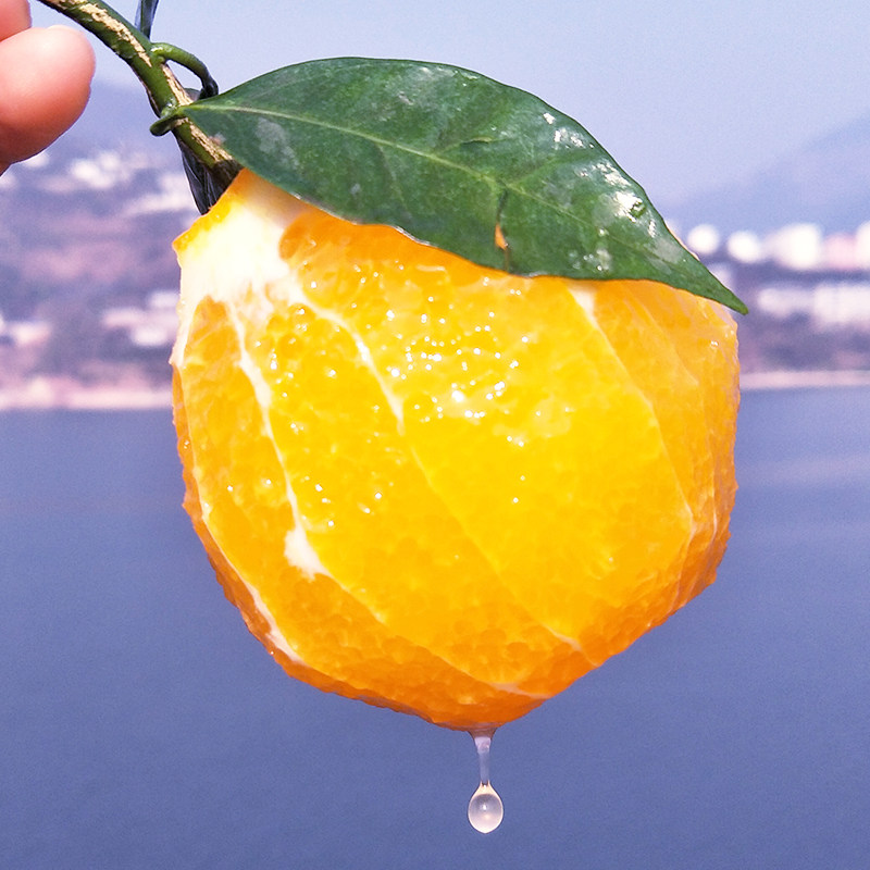 湖北秭归纽荷尔脐橙应季新鲜水果酸甜多汁时令鲜橙子