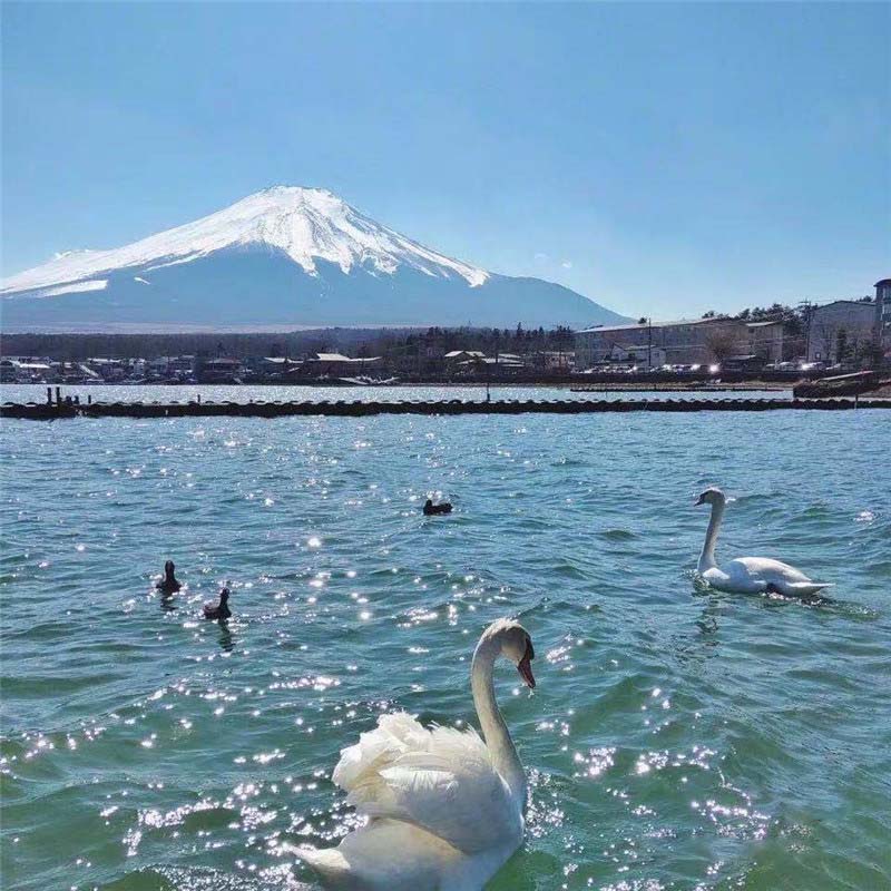 艾程旅行日本东京包车富士山箱根北海道冲绳大阪京都名古屋一日游-图0