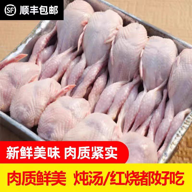 40只特大号母鹌鹑农家散养鹌鹑新鲜冷冻大号鹌鹑烧烤整只现杀鹌鹑 - 图2