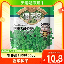 (one) Devodo Four Seasons large leafy parsley seed Farma Vegetable Potted Coriander Seed Balcony