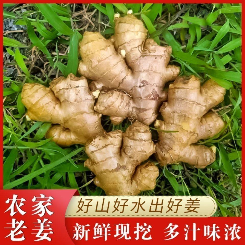 云南正宗小黄姜2025老姜新鲜生姜高山沙姜老姜土姜蔬菜农家自种,淘宝优惠券,粉丝福利购,淘宝优惠卷