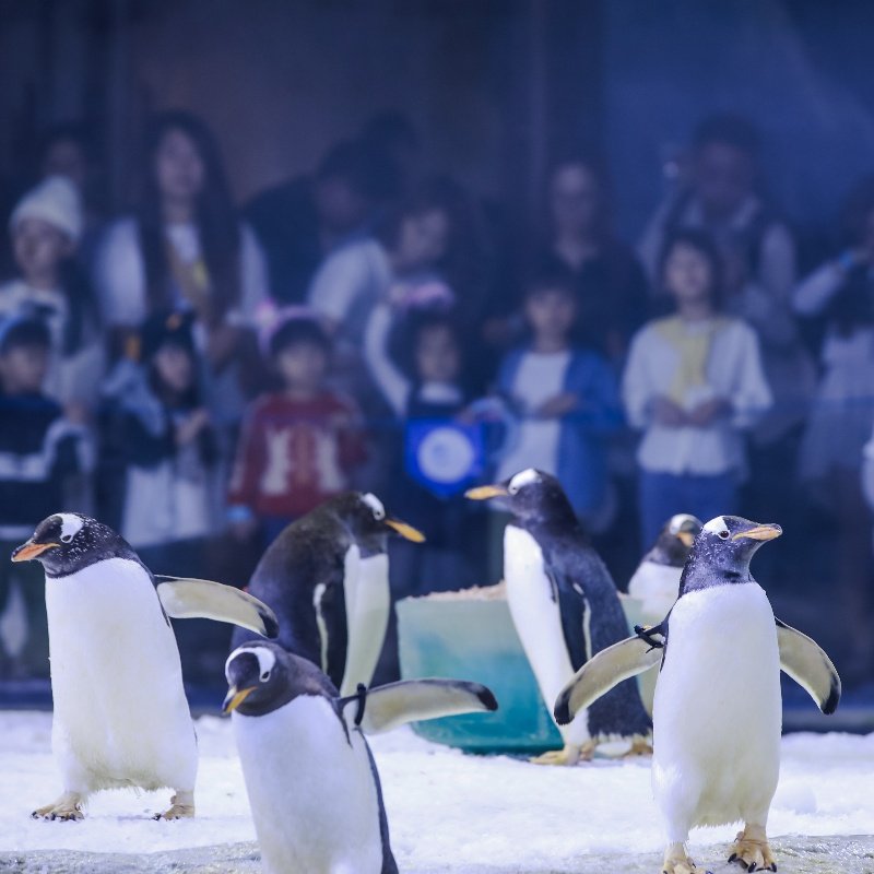 【寒假春节可订】珠海长隆企鹅酒店2天1晚无限畅玩海洋王国/飞船乐园可选长隆秀,淘宝优惠券,粉丝福利购,淘宝优惠卷