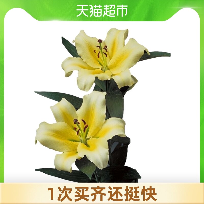 百合花种球香水 新人首单立减十元 21年8月 淘宝海外