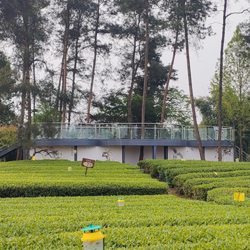 成都附近景点-浦江县茶韵天成乡村合作社-同心农庄-茶山研学-团体 - 图0