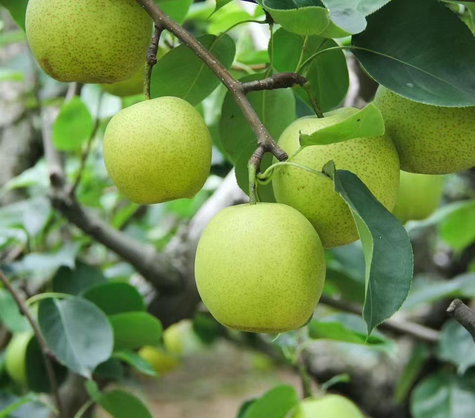 皇冠梨正宗青梨新鲜水果梨子当季整箱包邮砀山梨雪梨青皮蜜梨,淘宝优惠券,粉丝福利购,淘宝优惠卷
