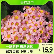 Iridescent Vinegar Pulp Grass Seed Ball OB Balcony Potted Popcorn Patio Yard Planting Ball Root Floral Plant Easy To Conserve