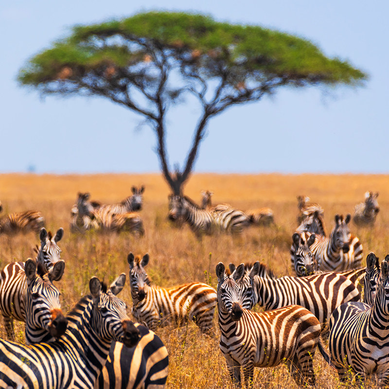 南非·旅游签证·北京送签·【全国办理 拒签全退】电子签ETA/TTOS简化办理个人旅游团队旅游商务签证,淘宝优惠券,粉丝福利购,淘宝优惠卷