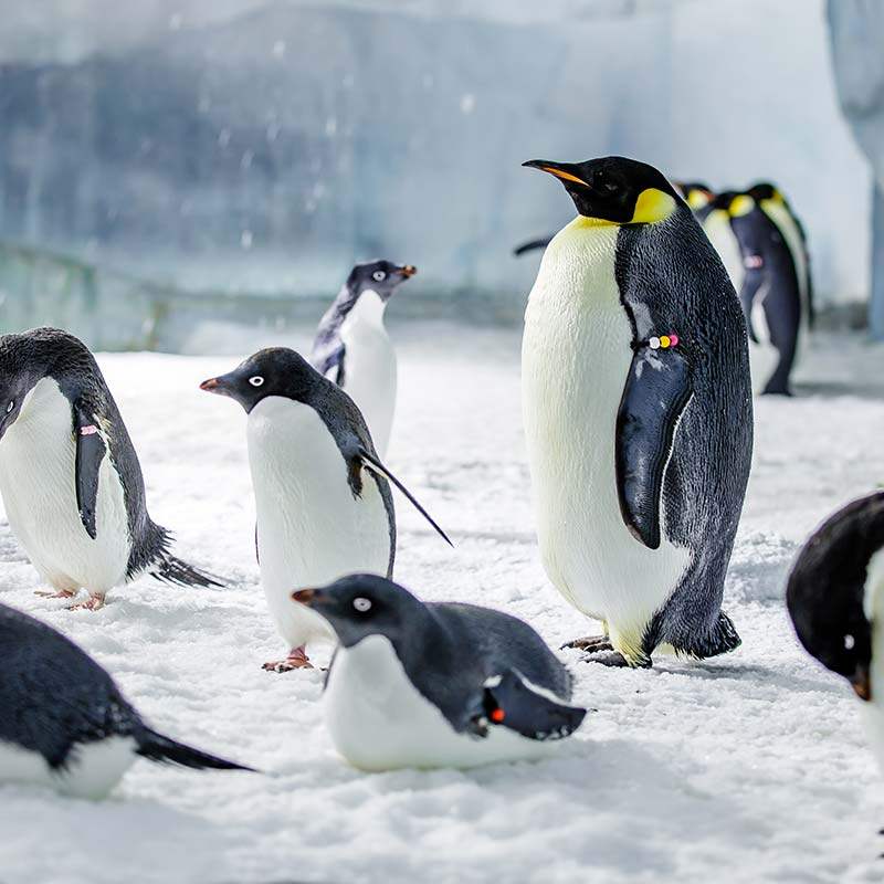 [珠海长隆海洋王国-1日门票]【寒假春节适用】长隆官方特惠门票,淘宝优惠券,粉丝福利购,淘宝优惠卷