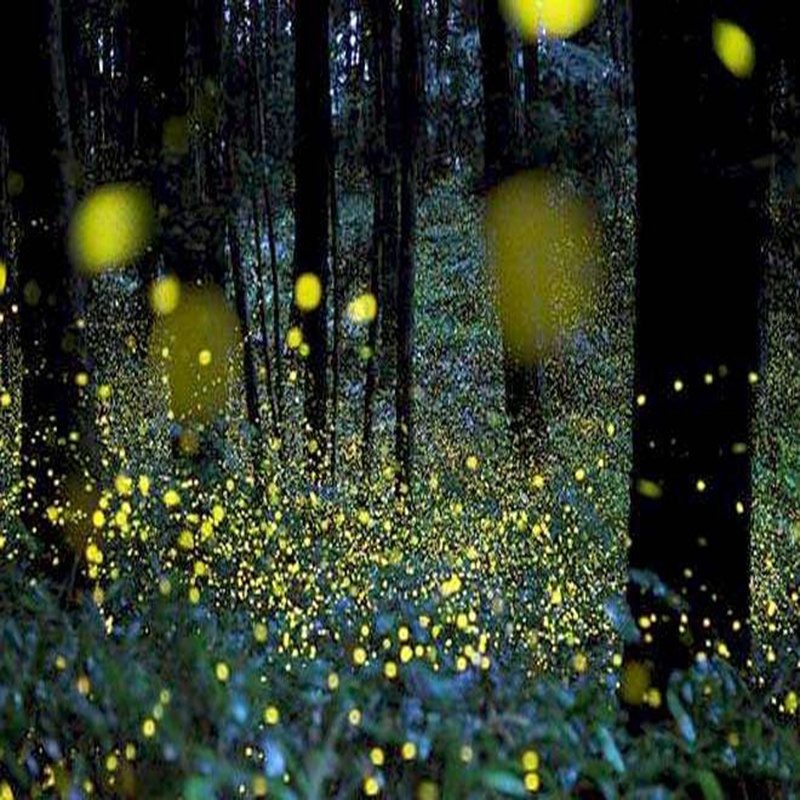 定制旅行 马来西亚旅游6-10天沙巴仙本那亲子家庭游私家团小包团,淘宝优惠券,粉丝福利购,淘宝优惠卷