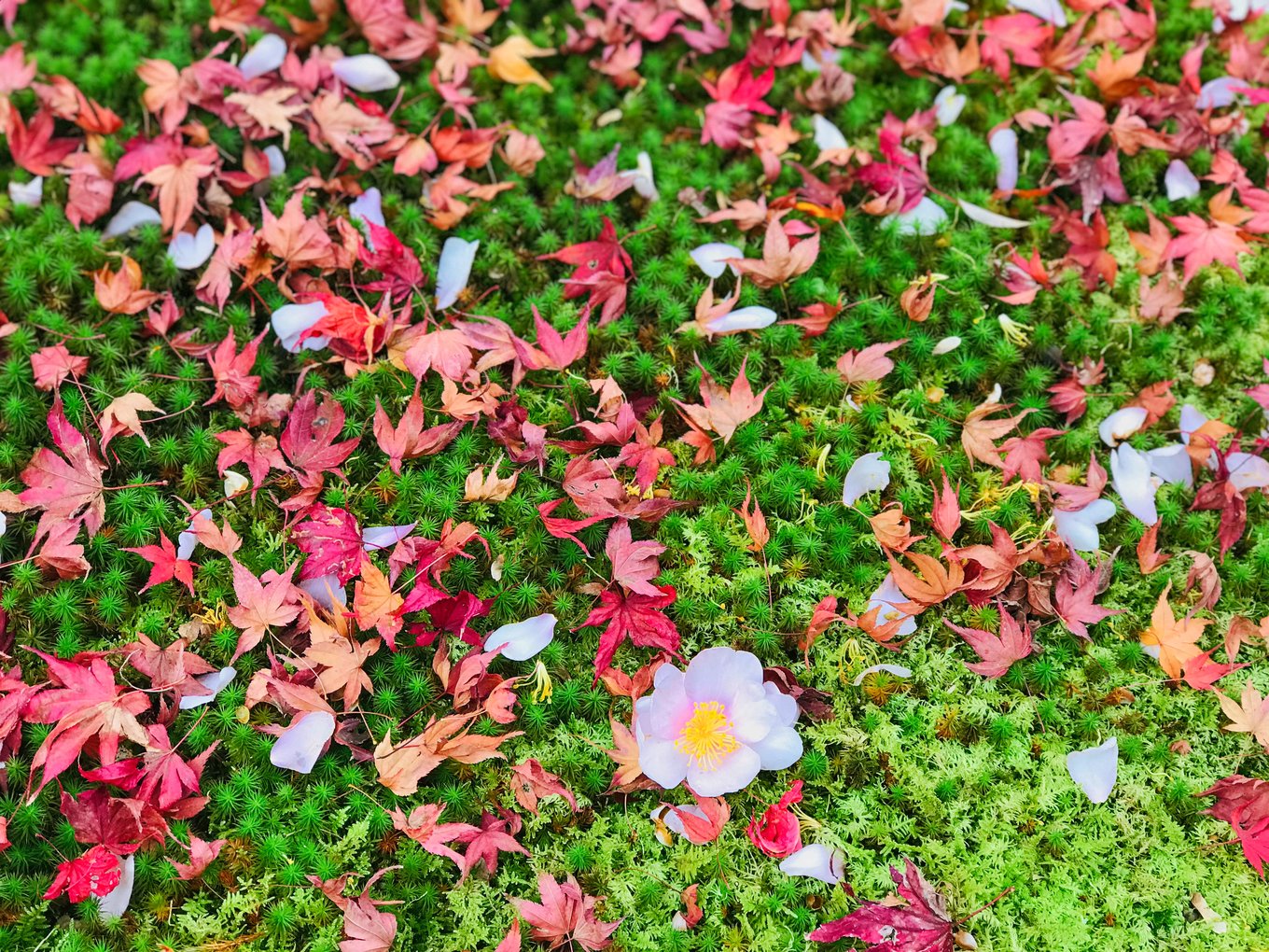 京都西芳寺 苔寺 参观预约 - 图3