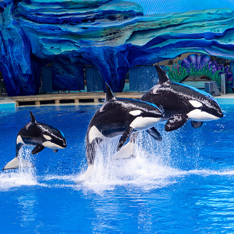 【寒假春节可订】珠海长隆横琴湾酒店2天1晚无限畅玩海洋王国/飞船乐园选长隆秀,淘宝优惠券,粉丝福利购,淘宝优惠卷