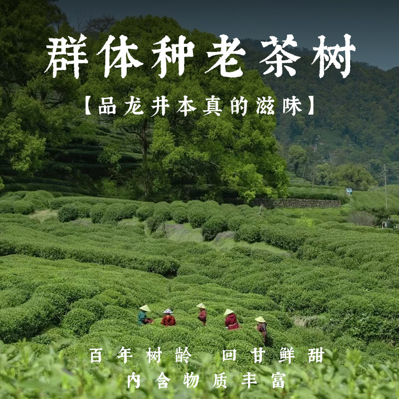 西湖人文茶肆明前特级龙井茶高档正品茶叶礼盒装观潮绿茶2024新茶 - 图1