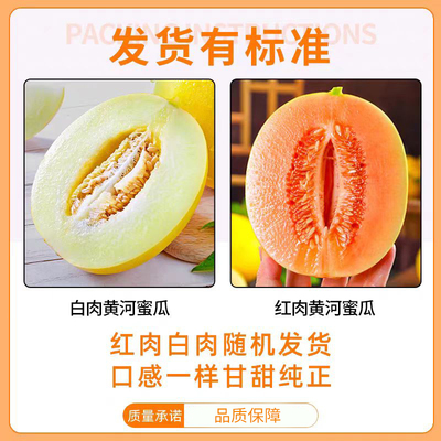 蜜瓜正宗沙漠民勤蜜瓜4-5斤个头饱满脆甜多汁 整箱包邮