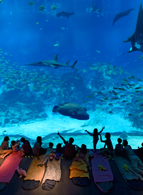 [S.E.A.海洋馆-大门票]新加坡圣淘沙SEA海洋馆水族馆大门票电子票扫码入园