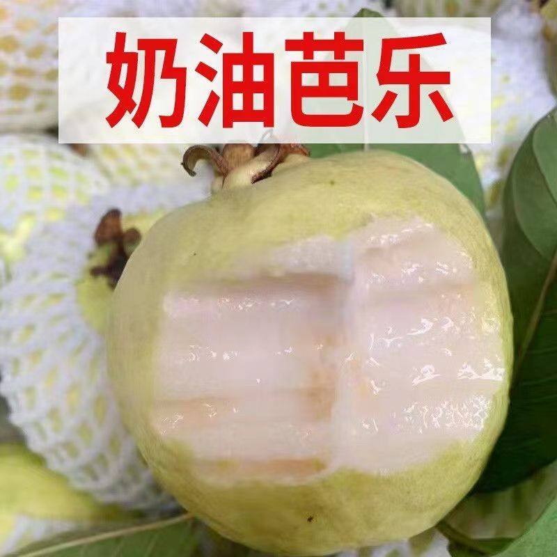 包邮软心奶油白心芭乐软番石榴新鲜冰淇淋低糖孕妇网红水果,淘宝优惠券,粉丝福利购,淘宝优惠卷