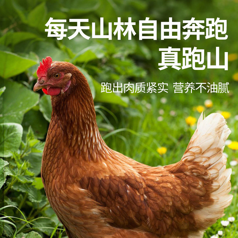 正宗三黄鸡农家散养土鸡新鲜现杀整鸡冷冻生鲜商用批发黄油鸡包邮,淘宝优惠券,粉丝福利购,淘宝优惠卷