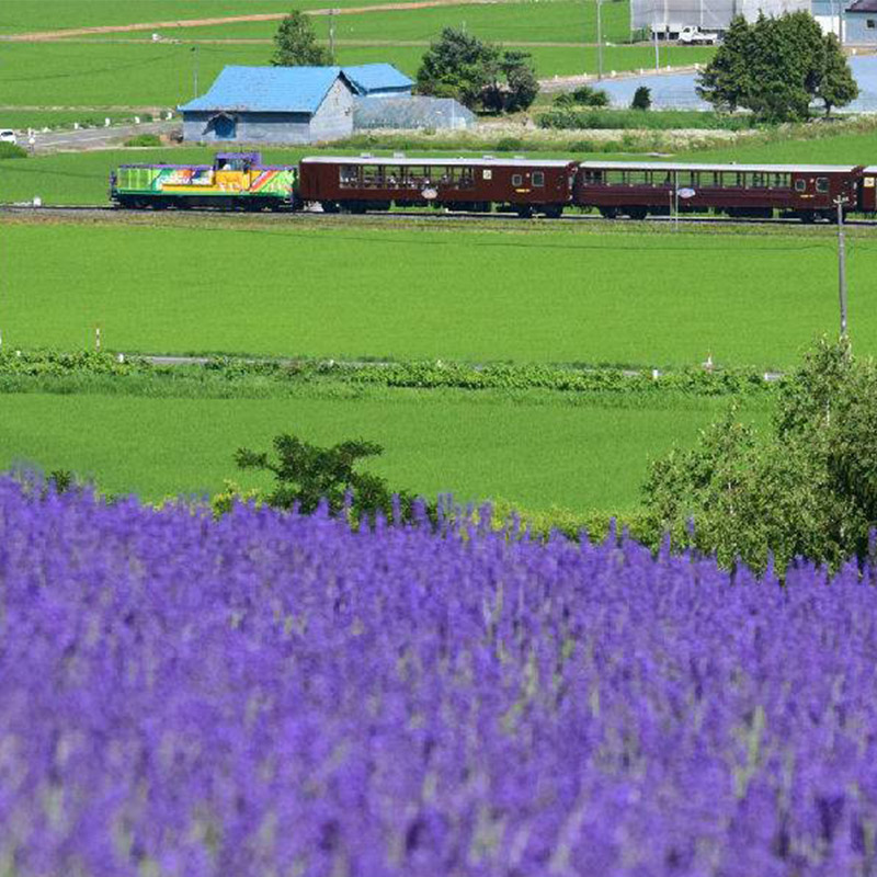 JRPASS 日本北海道铁路通票5日/7日/10日周游券 - 图2