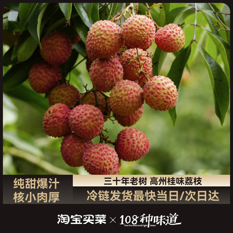 TBB广东高州带枝采摘高甜度老树桂味地头顺丰直发荔枝现摘现发