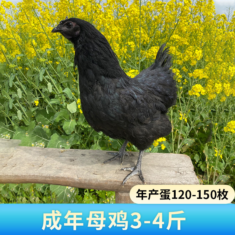 纯种旧院黑鸡种蛋受精蛋可孵化高产绿壳五黑鸡土鸡种蛋鸡苗乌骨鸡,淘宝优惠券,粉丝福利购,淘宝优惠卷
