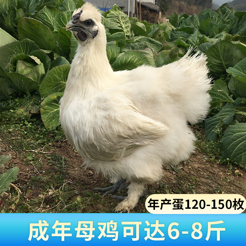 纯种泰和乌鸡种蛋受精蛋可孵化正宗白凤乌鸡蛋江西乌骨鸡受精鸡蛋,淘宝优惠券,粉丝福利购,淘宝优惠卷