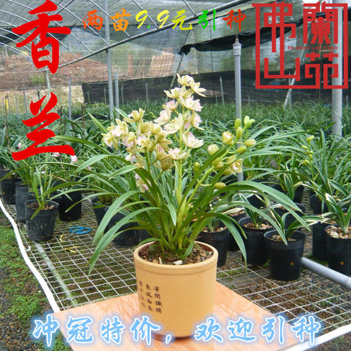 直播一物一拍兰花 春兰建兰墨兰蕙兰大花蕙兰莲瓣兰春剑 - 图3