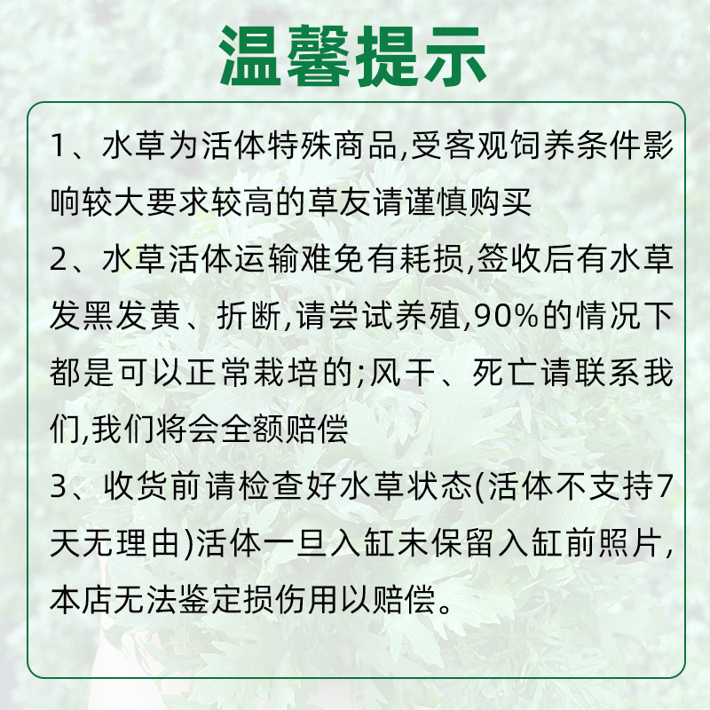 鱼缸水族箱造景活体水草植物日本藻球 淡水常温懒人前景红松尾 - 图3