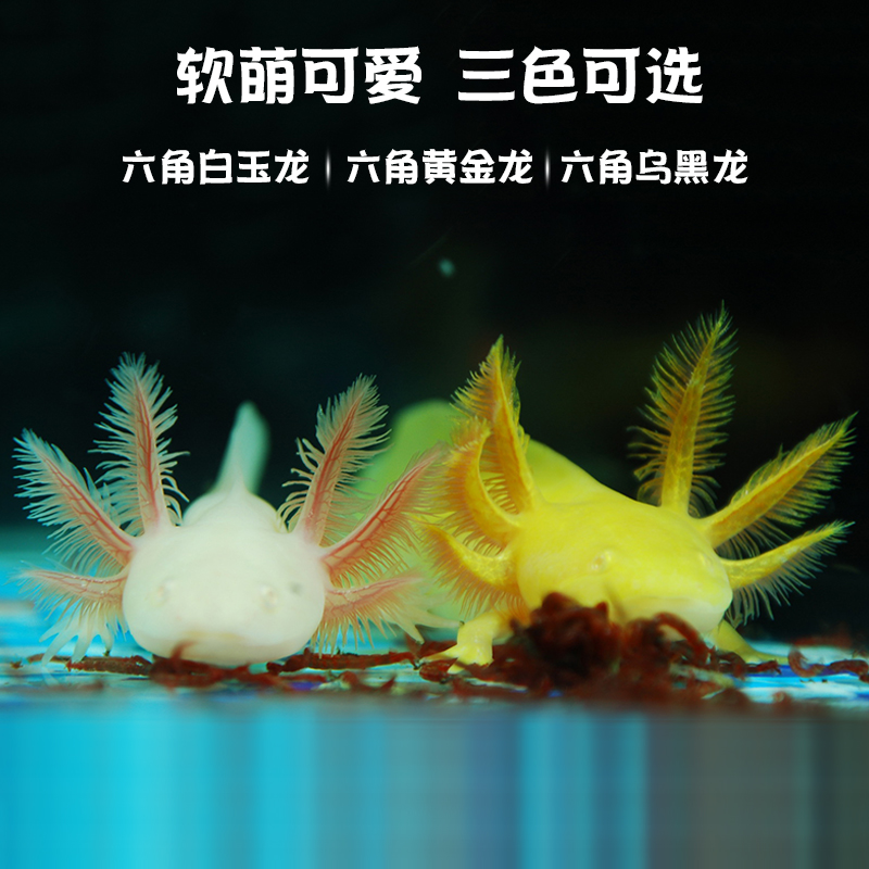 六角恐龙鱼霸王水族爬行东方蝾螈淡水冷水鱼金火龙鱼观赏活体宠物 - 图0