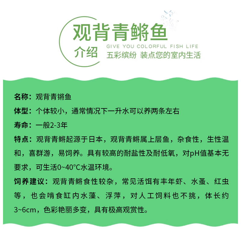 原生冷水鱼观赏鱼观背青鳉鱼锦鳉卵苗小型淡水原生鱼易养好养耐活 - 图0