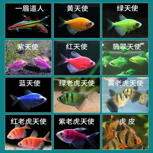 一眉道人虎皮鱼天使鱼热带鱼观赏鱼鱼缸群游小型鱼淡水鱼好养耐活 - 图0