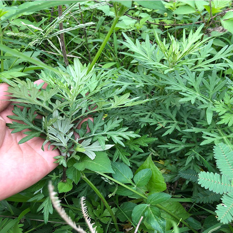 新鲜艾草根艾叶根五月艾根 艾头根小叶艾客家坐月子艾纯根中草药 - 图2