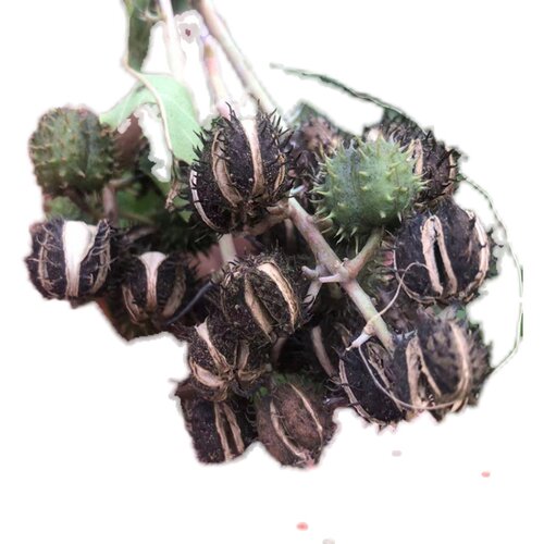 新晒中草药新鲜 蓖麻子蓖麻籽带壳自晒蓖麻仁 蓖麻种子中药材 - 图3