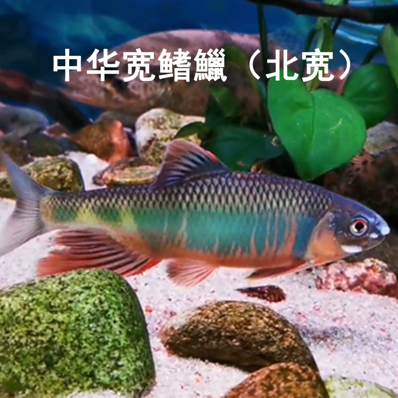 马口长鳍鱲宽鳍鱲桃花鱼类高屏原生冷水鱼群游观赏鱼活体包邮 - 图1