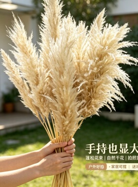 网红高枝蒲苇干花束婚庆拍照