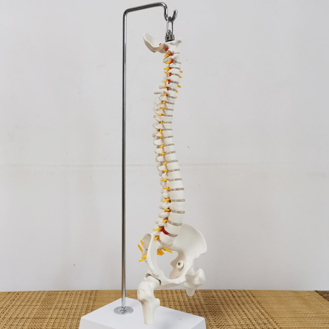 Teaching spinal skeleton model