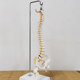 Teaching spinal skeleton model