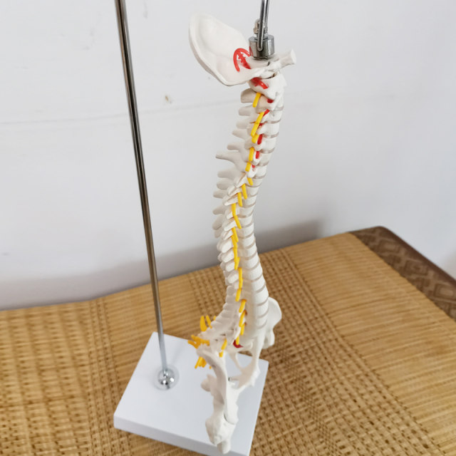 Teaching spinal skeleton model