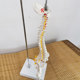 Teaching spinal skeleton model