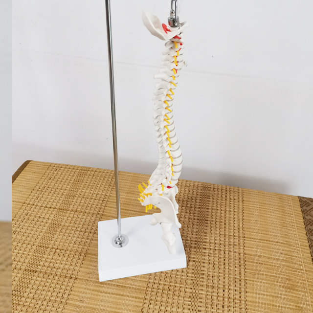 Teaching spinal skeleton model