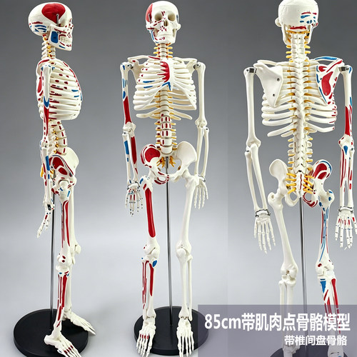 高端医学全身人体骨骼模型骨盆瑜伽关节活动拆卸解剖肌肉结构骨架 - 图0