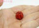 Doll House Accessories Mini Food Play Life Scene Model Micro Landscape Ornaments Simulation Mini Basketball Football