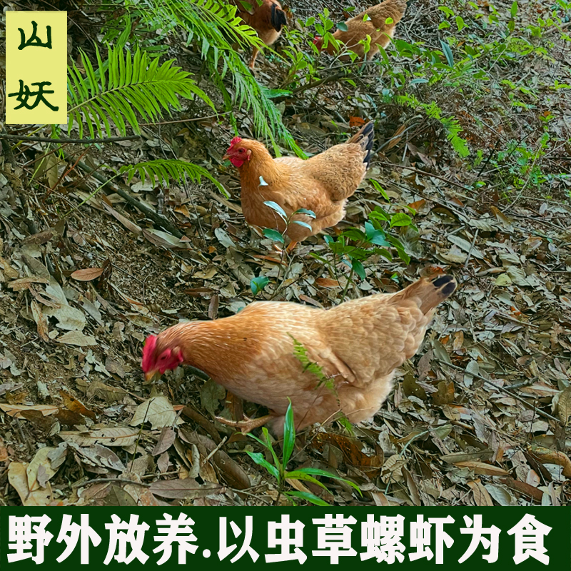 野外放养笨鸡走地鸡仔鸡小母鸡正宗土鸡活草鸡老母鸡农家散养鸡项 - 图1