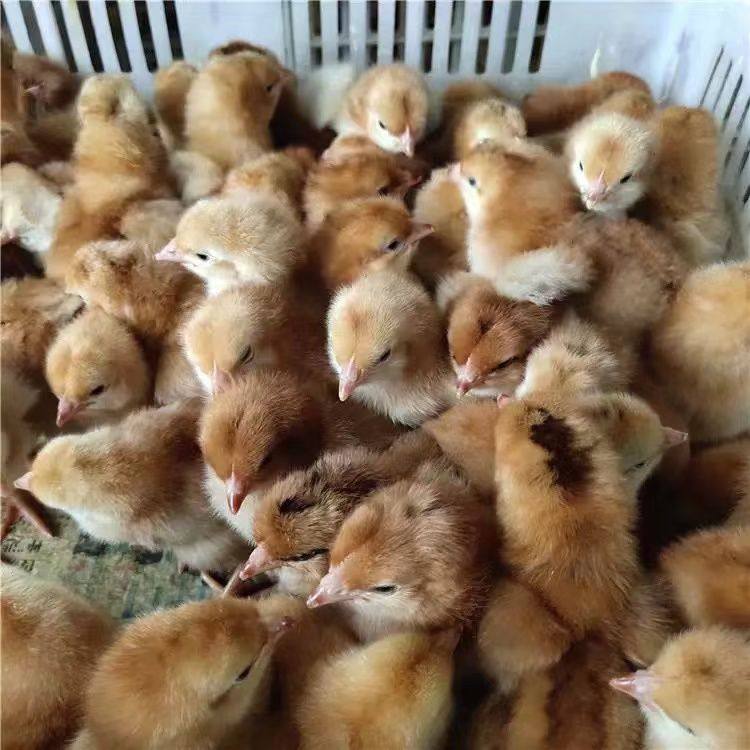 正宗河田鸡小鸡麻鸭活体鸡芦花鸡河田原种纯正种宠物鸡京东包邮,淘宝优惠券,粉丝福利购,淘宝优惠卷