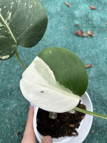 白锦龟背竹阴阳白龟绿植热植锦化植物网红观叶室内植物一物一拍 - 图1