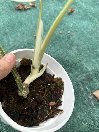 白锦龟背竹阴阳白龟绿植热植锦化植物网红观叶室内植物一物一拍 - 图2