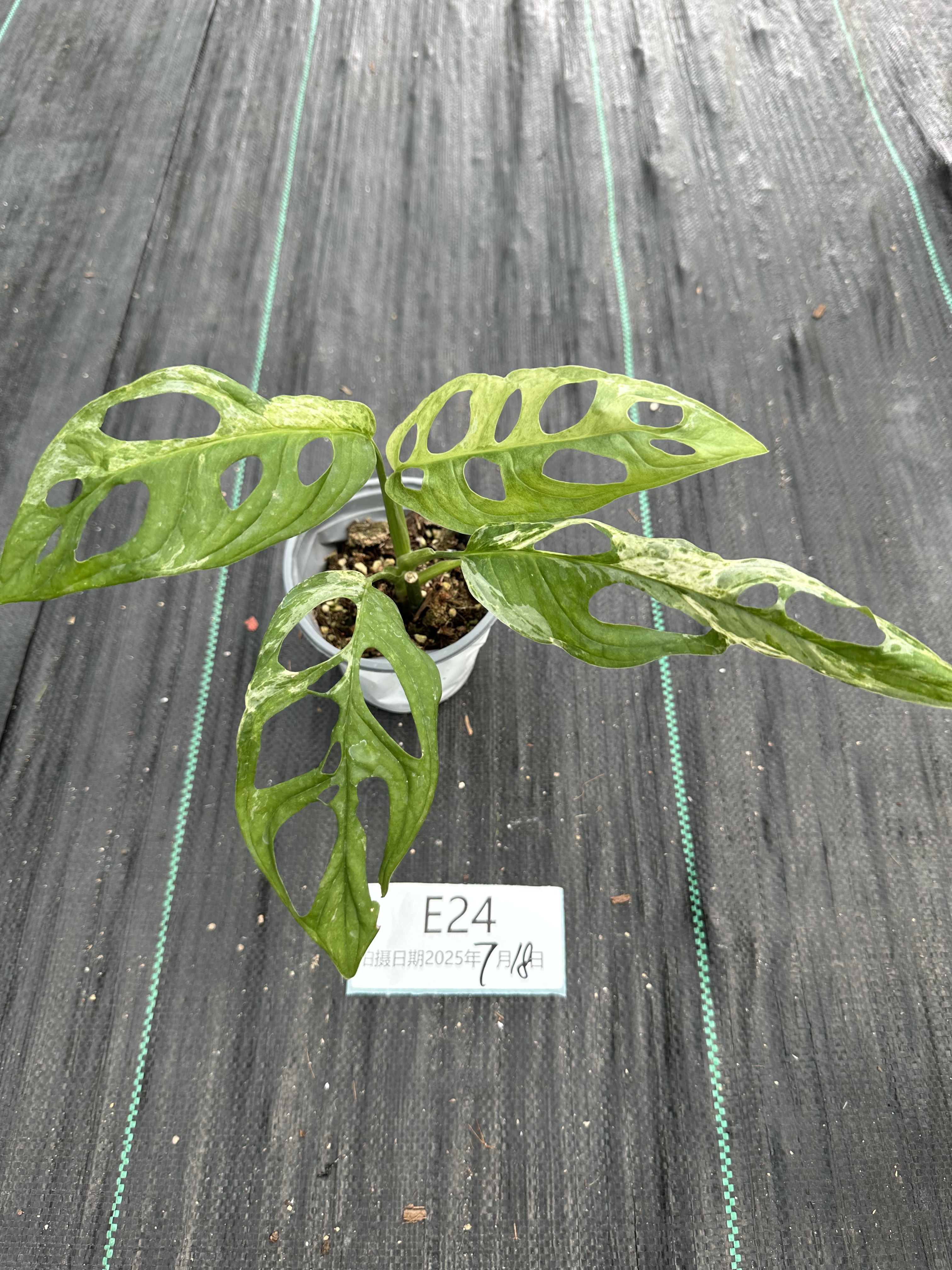 ME巨洞龟背竹网红绿植大叶热植室内观叶植物耐荫天南星科一物一拍,淘宝优惠券,粉丝福利购,淘宝优惠卷